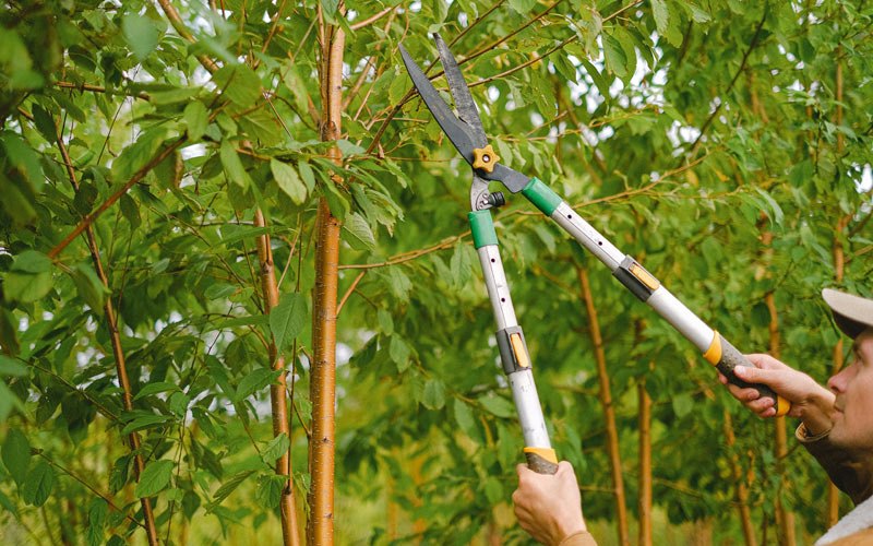 Tree trimming in Mapleton, KS