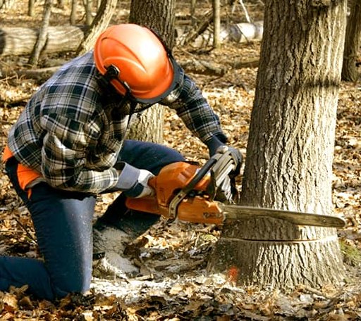 Tree Removal in Mapleton, KS